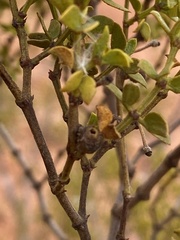 Asphondylia resinosa