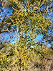 Acacia ingramii
