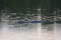 Melanosuchus niger