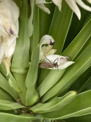 Epicauta ochrea