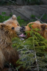 Ursus arctos beringianus