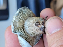 Hygrophorus caeruleus