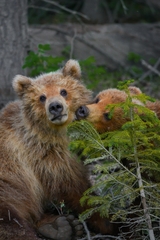 Ursus arctos beringianus