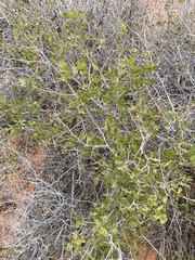 Rhus aromatica simplicifolia