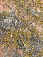 Larrea tridentata