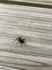 Textrix denticulata