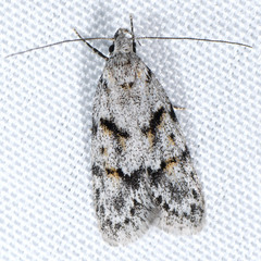 Symmoca signatella