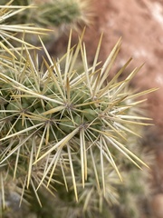 Cylindropuntia echinocarpa