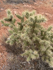 Cylindropuntia echinocarpa