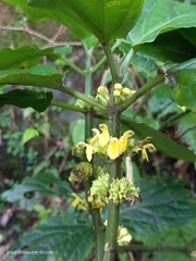 Paraphlomis javanica