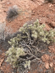 Cylindropuntia echinocarpa