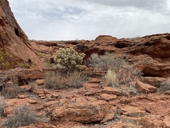Cylindropuntia echinocarpa