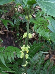 Paraphlomis javanica