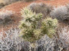 Cylindropuntia echinocarpa