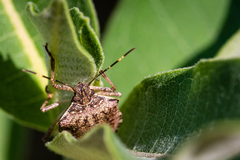 Halyomorpha halys