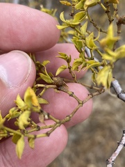 Asphondylia resinosa