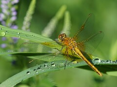 Sympetrum flaveolum
