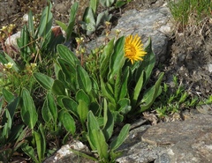 Doronicum clusii