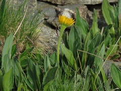 Doronicum clusii
