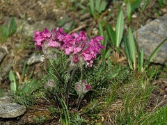 Pedicularis rosea