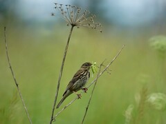 Anthus trivialis