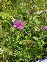 Centaurea