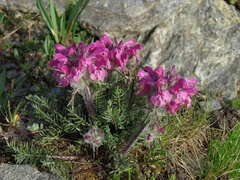 Pedicularis rosea