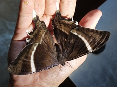 Lyssa curvata