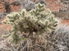 Cylindropuntia echinocarpa