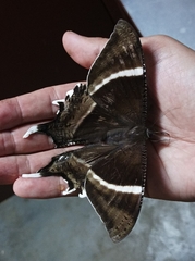 Lyssa curvata