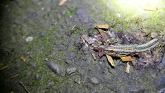 Takydromus kuehnei