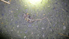 Takydromus kuehnei