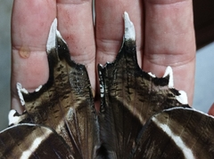 Lyssa curvata
