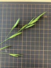 Bromus catharticus