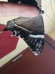 Lyssa curvata