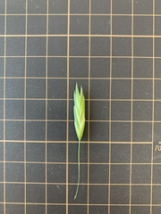 Bromus catharticus