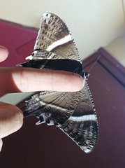 Lyssa curvata