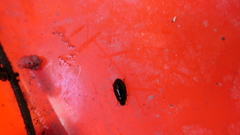 Sternolophus rufipes