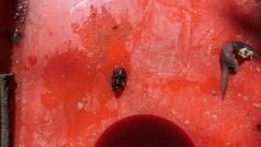 Sternolophus rufipes