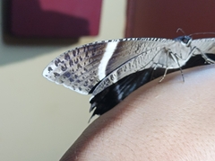 Lyssa curvata