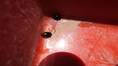 Sternolophus rufipes