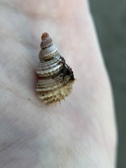 Trichotropis cancellata