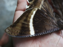 Lyssa curvata