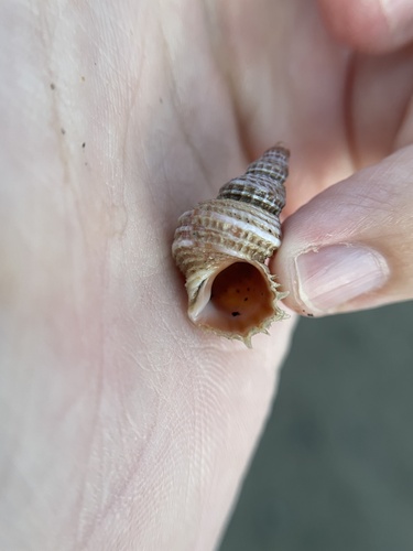 Cancellate Hairysnail