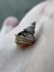 Trichotropis cancellata