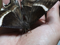 Lyssa curvata