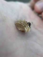 Trichotropis cancellata