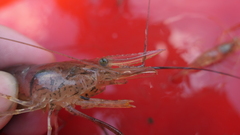 Macrobrachium nipponense