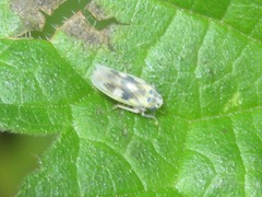 Macrosteles variatus