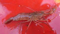 Macrobrachium nipponense